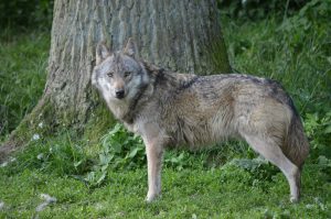 Der Wolf ist bei seiner möglichen Rückkehr auf die Akzeptanz des Menschen angewiesen (Foto: Wald und Holz NRW)