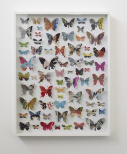 Schmetterlinge von Peter Wütherich