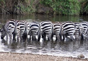 Die Gewinnerin: Frau Heinl hat während Ihrer letzten Afrika-Reise acht Zebras beim Trinken am Wasserloch fotografiert. (Foto: Heinl)