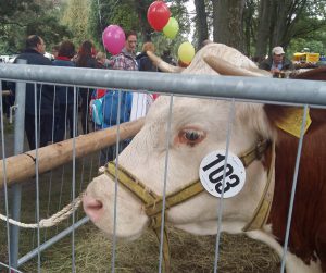2015.09.14.Arnsberg.Tierschau15