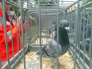 2015.09.14.Arnsberg.Tierschau18