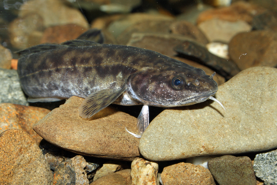 Seltene Aalquappe kehrt zurück in die Ruhr
